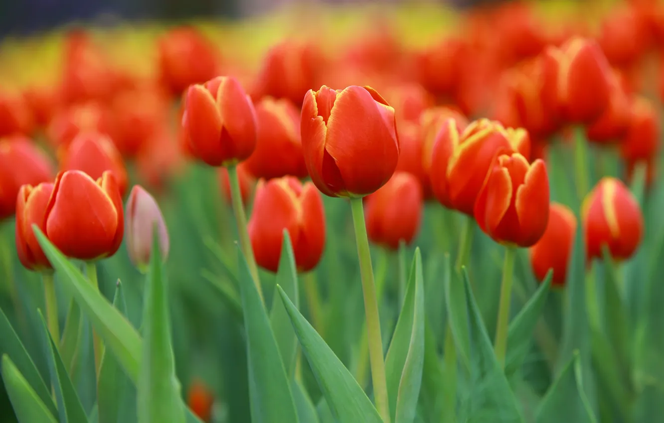 Photo wallpaper flowers, blur, spring, tulips, red, buds, flowerbed, bokeh