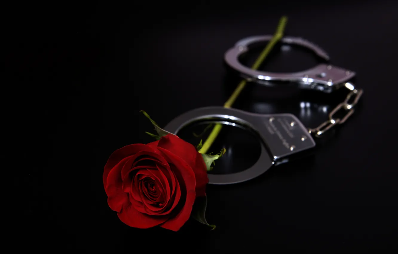 Photo wallpaper holiday, rose, handcuffs, Valentine's day