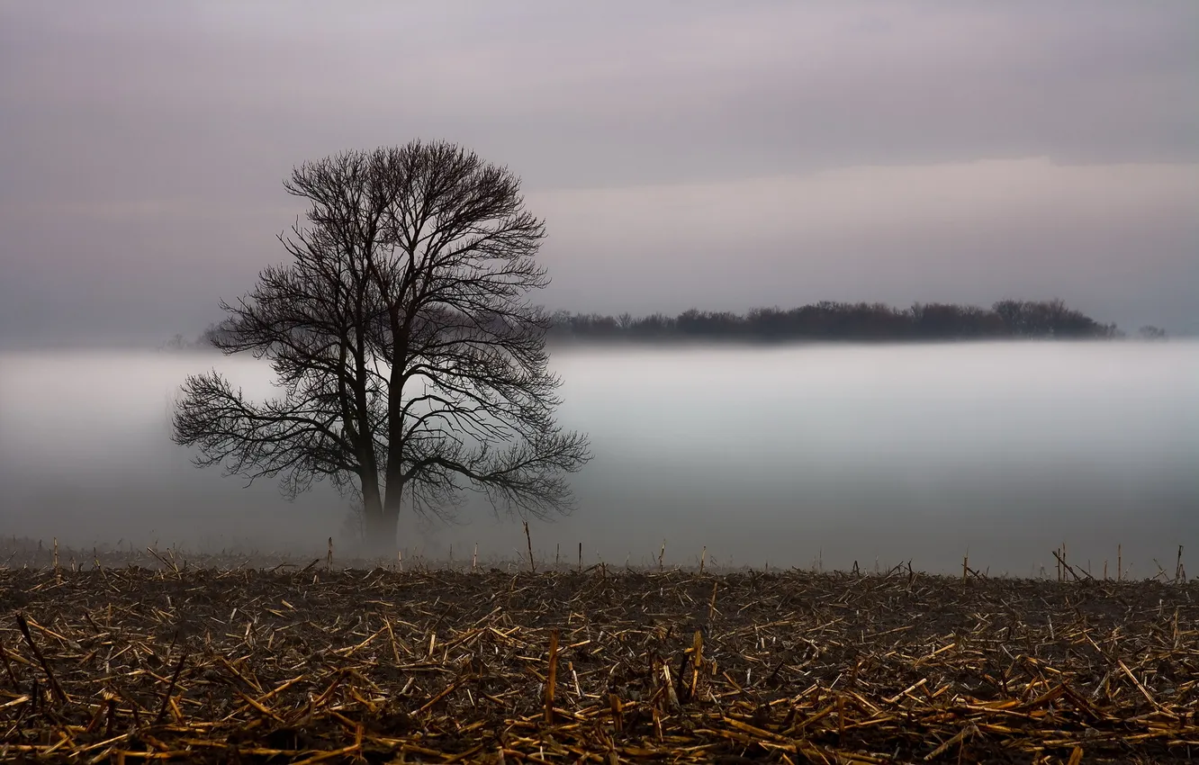 Photo wallpaper field, trees, landscape, fog