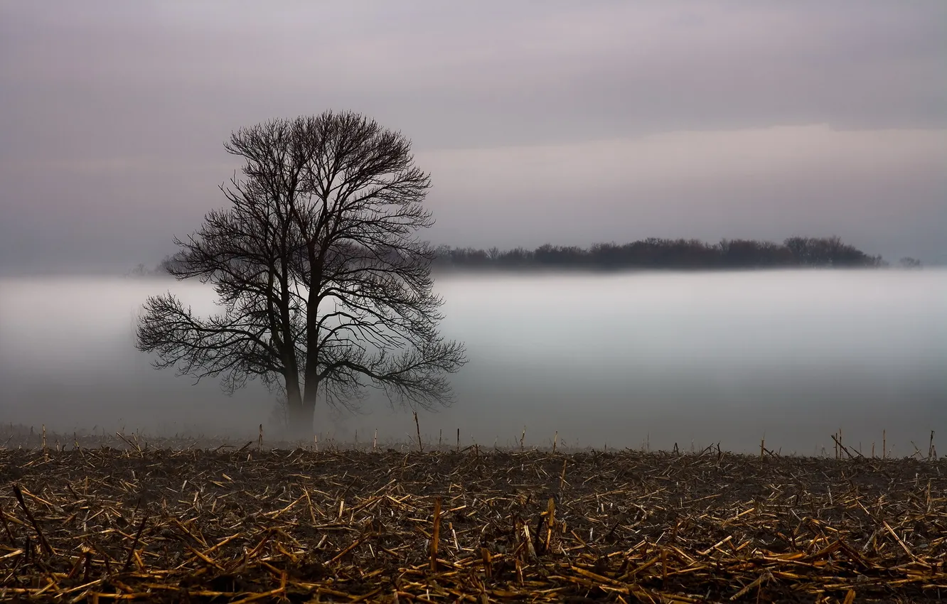 Photo wallpaper field, landscape, fog, tree