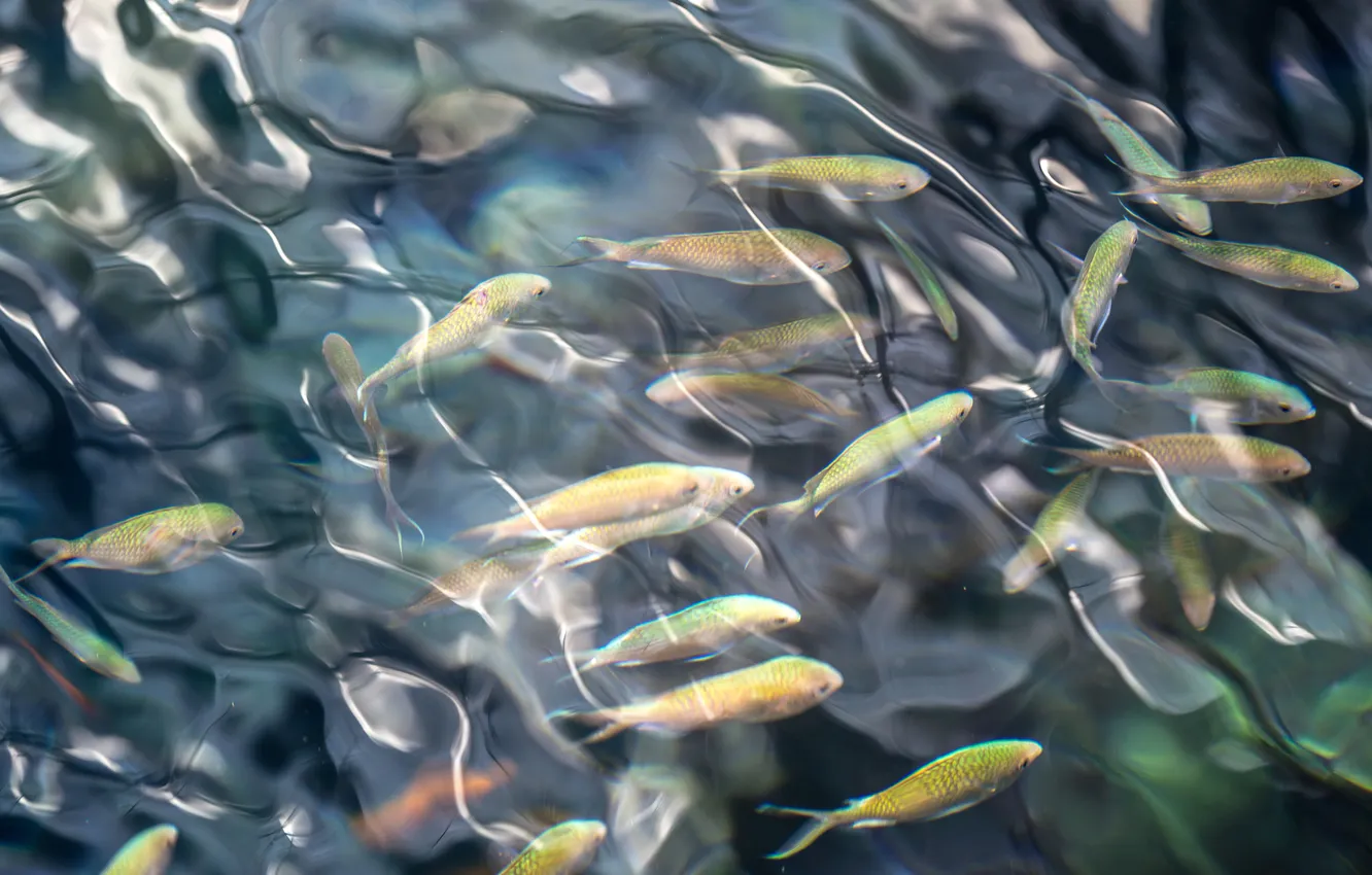 Photo wallpaper water, fish, fish