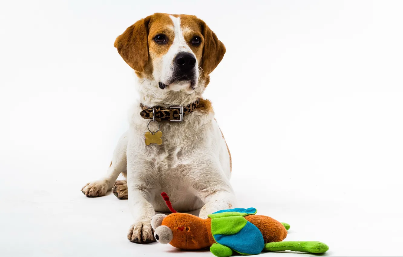 Photo wallpaper look, each, dog