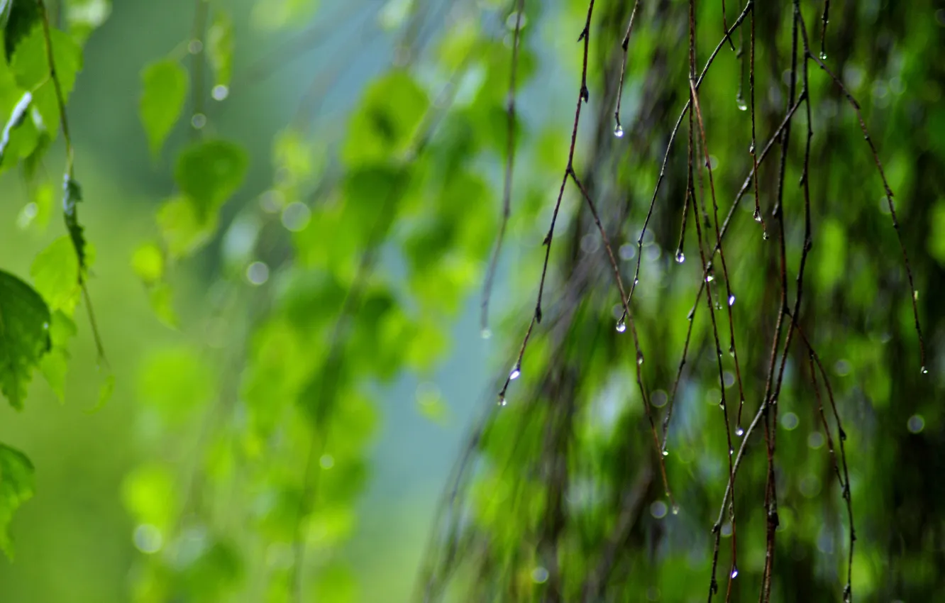 Photo wallpaper greens, drops, branches