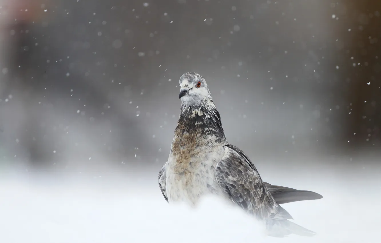 Photo wallpaper winter, pigeons, snowfall, wild