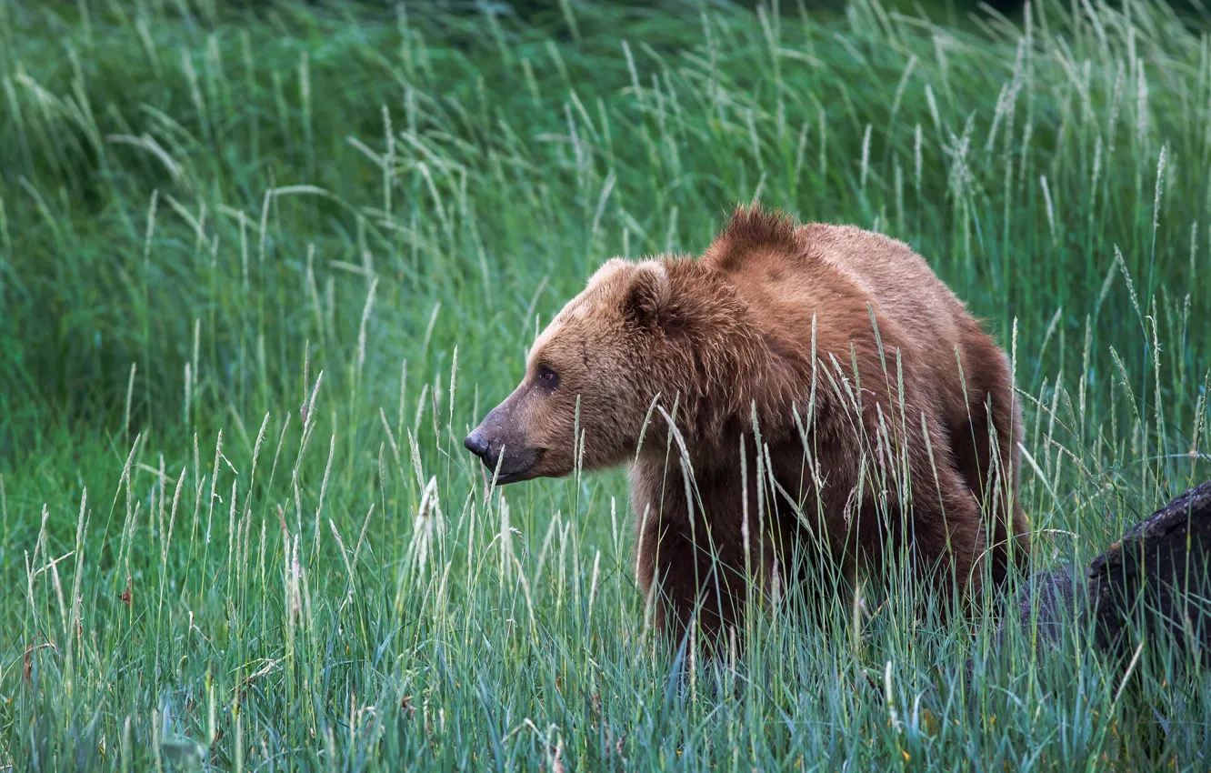 Photo wallpaper grass, nature, Alaska, USA, brown bear