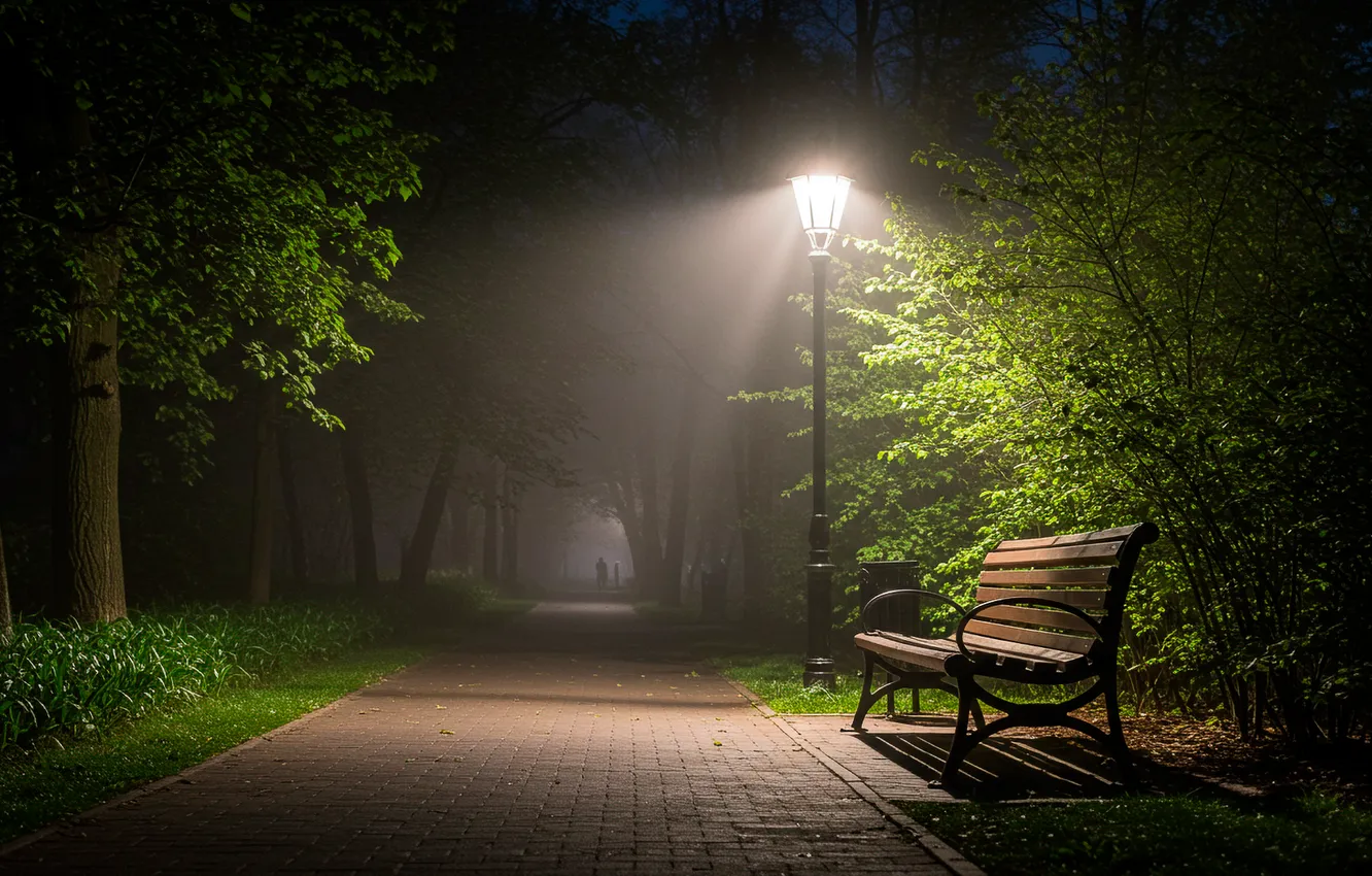 Photo wallpaper trees, bench, night, Park, lights, track, trees, night