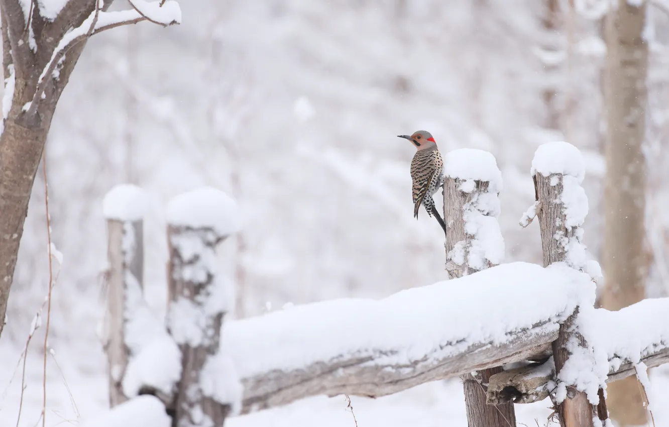 Photo wallpaper winter, snow, trees, nature, bird, posts, the fence, woodpecker