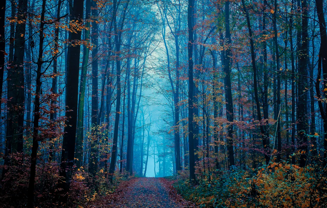 Photo wallpaper road, autumn, forest, leaves, trees, fog
