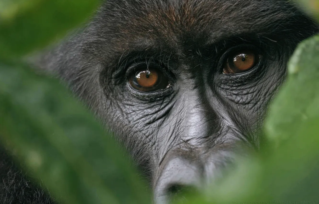 Photo wallpaper look, face, leaves, black, portrait, monkey, gorilla, bokeh