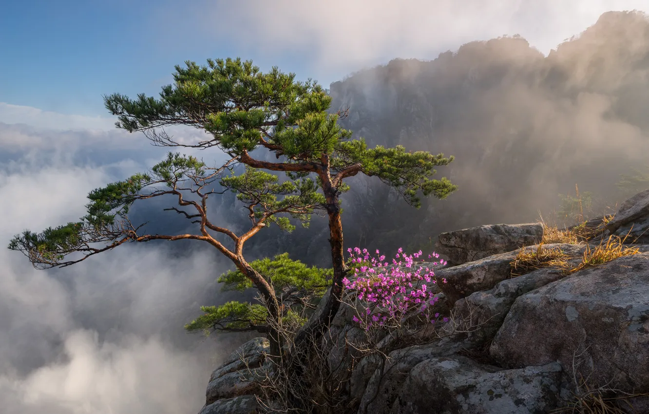 Photo wallpaper clouds, trees, landscape, mountains, nature, rocks, flowering, South Korea