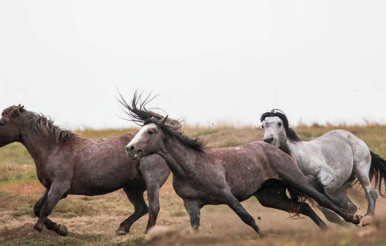 Photo wallpaper field, horse, running