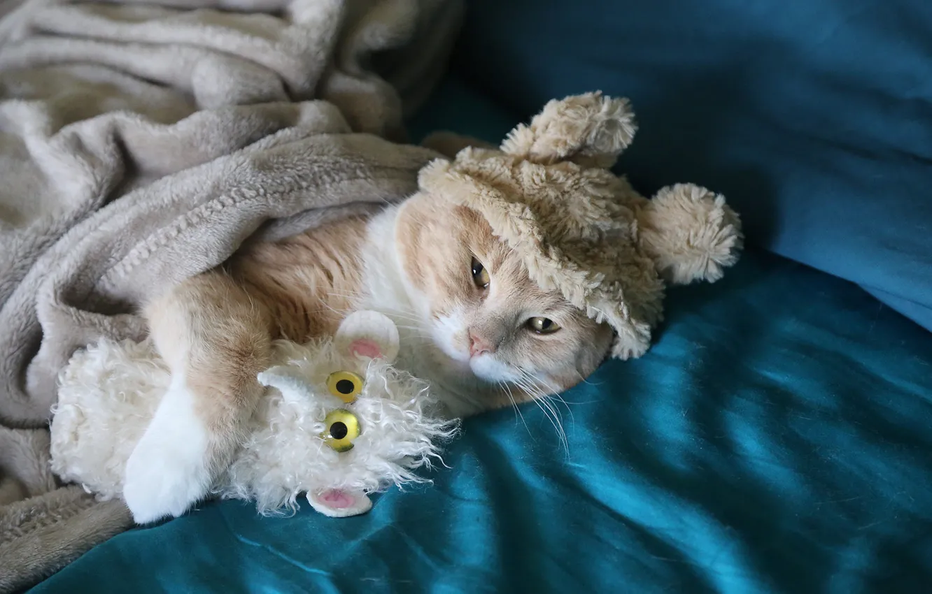 Photo wallpaper cat, cat, look, toy, bed, lies, image, red