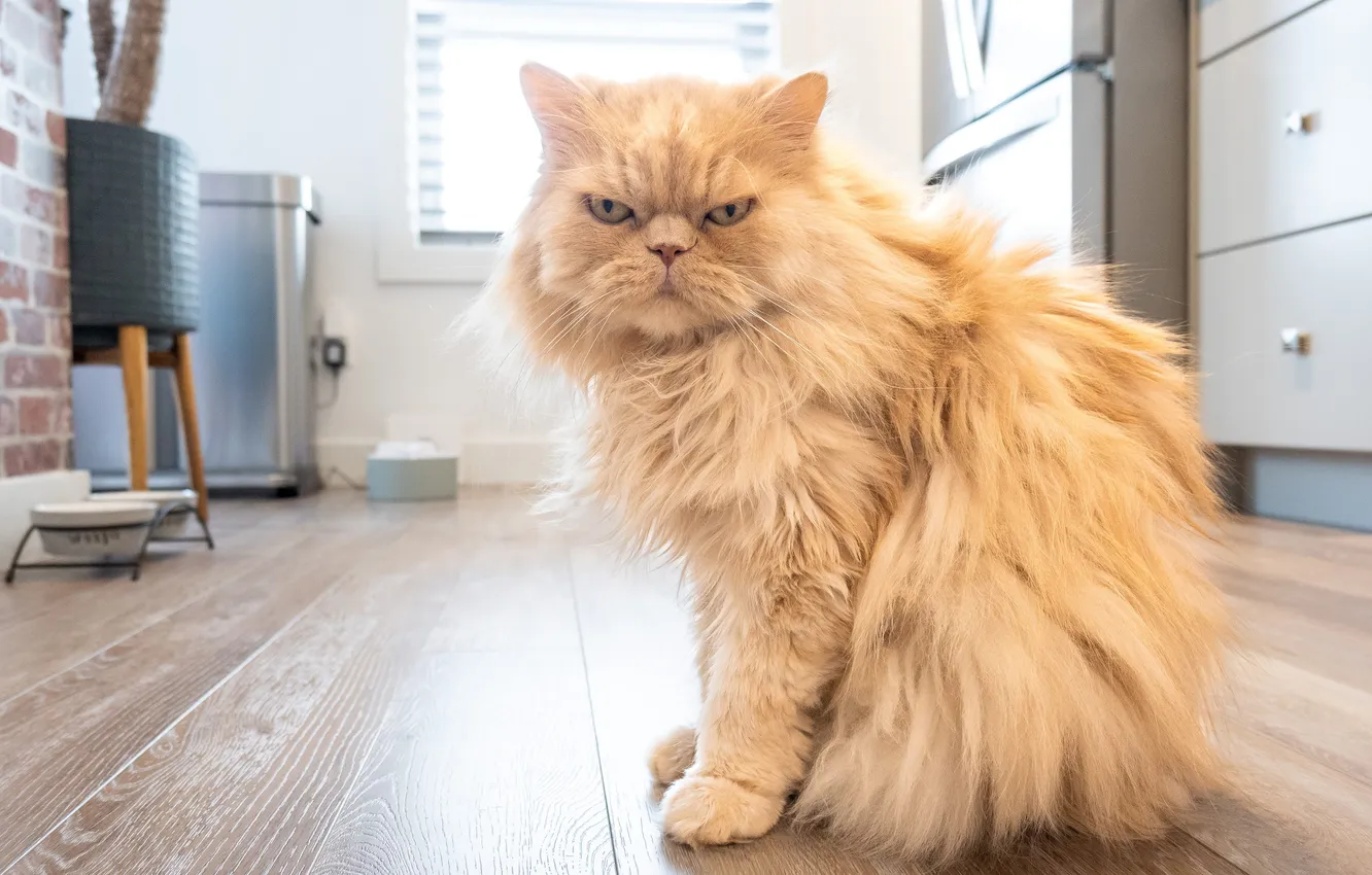 Photo wallpaper cat, cat, look, light, pose, furniture, fluffy, window
