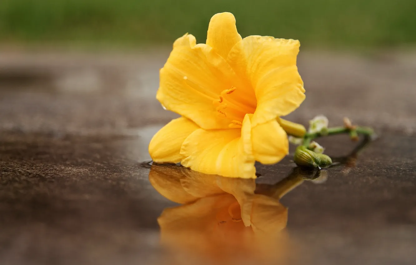 Photo wallpaper macro, reflection, Lily