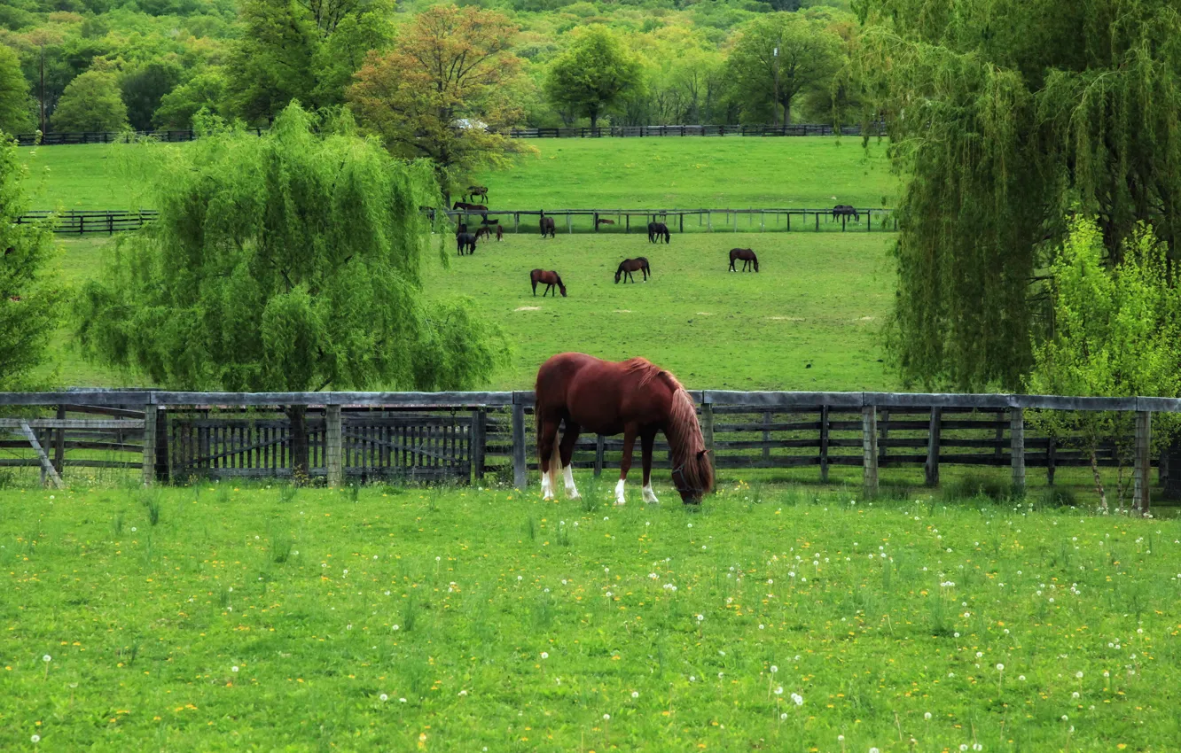 Photo wallpaper grass, trees, spring, horse, pasture, dandelions, Selena