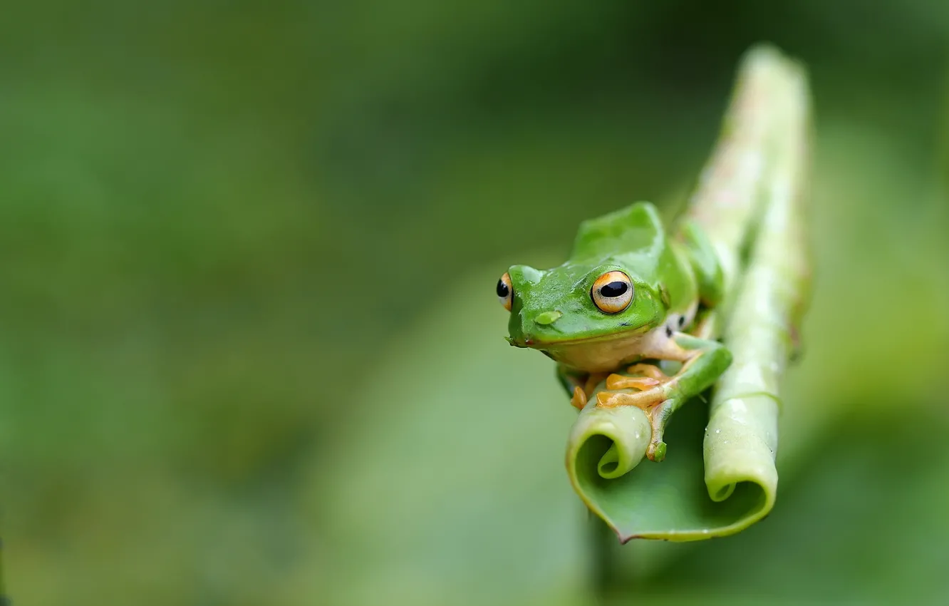 Photo wallpaper nature, background, frog