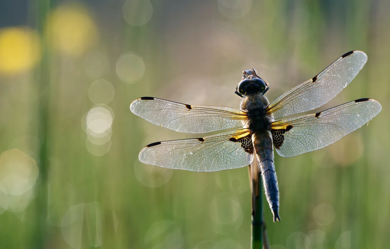 Photo wallpaper macro, background, dragonfly, insect