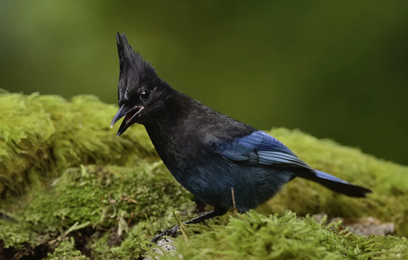 Photo wallpaper bird, moss, Martin Dollenkamp