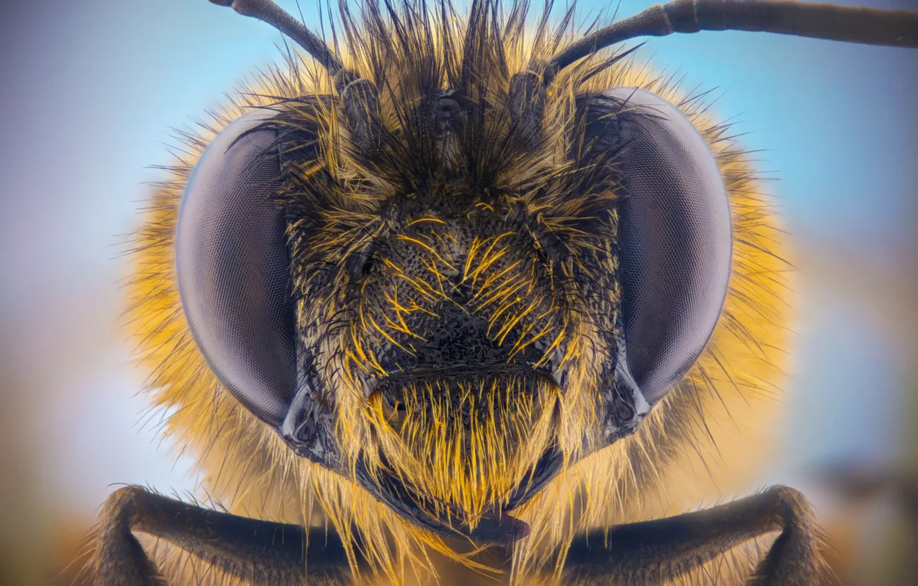 Photo wallpaper eyes, bee, portrait, antennae