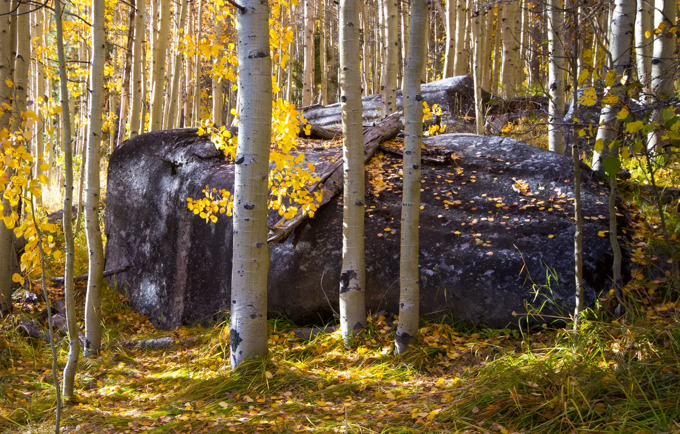 Photo wallpaper autumn, forest, grass, light, trees, nature, stones, foliage