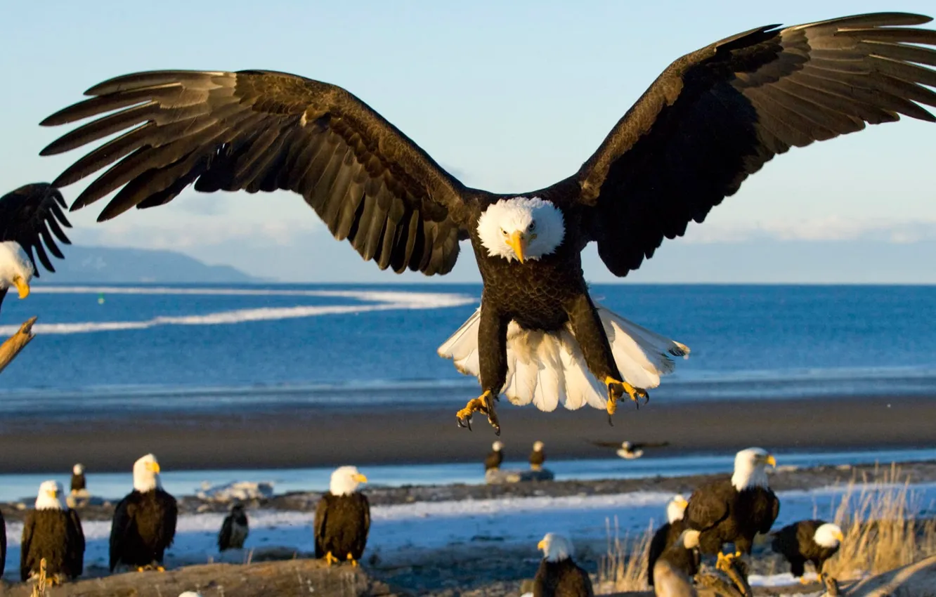 Photo wallpaper sea, birds, eagle, wings, landing