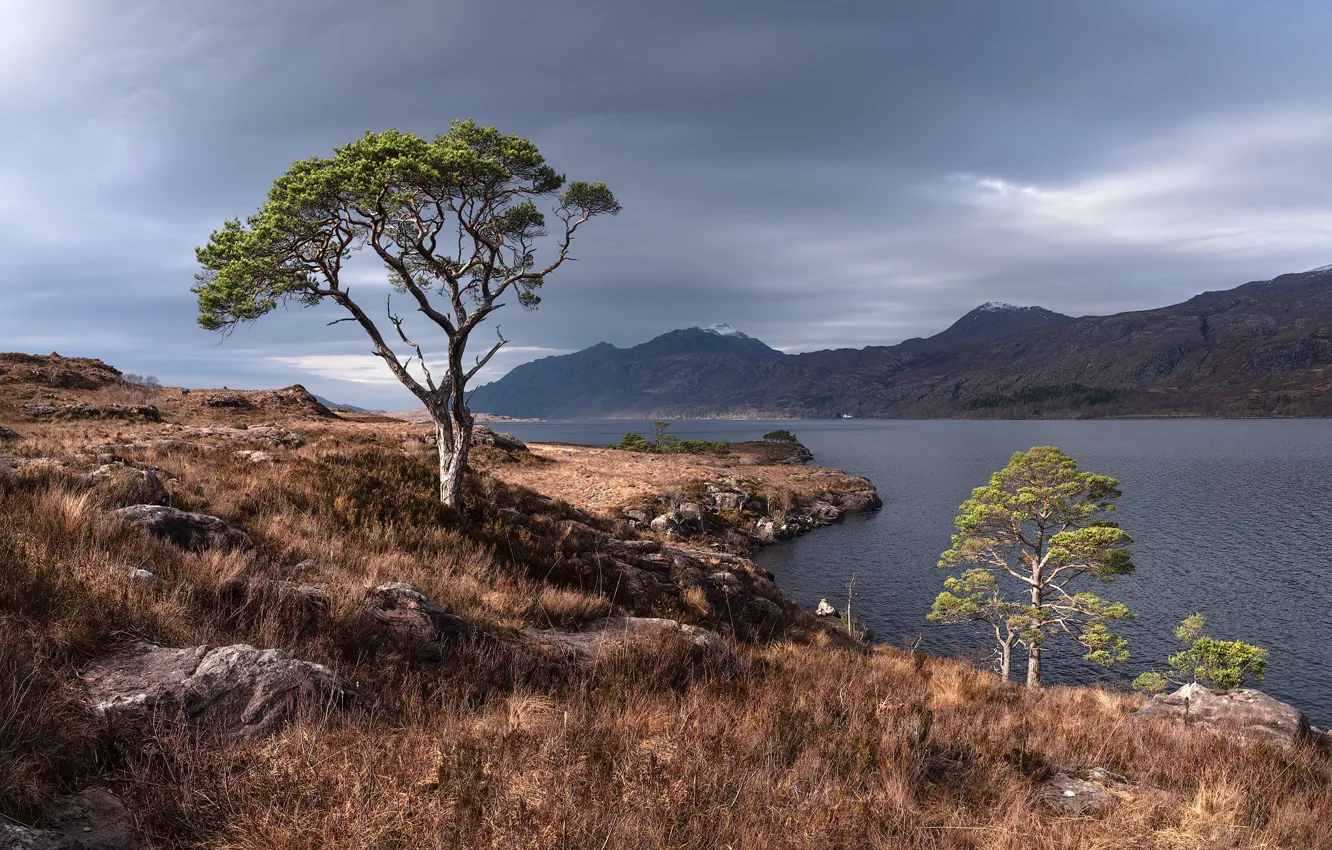 Photo wallpaper tree, Scottish Highlands, Scots pine, Wester ross