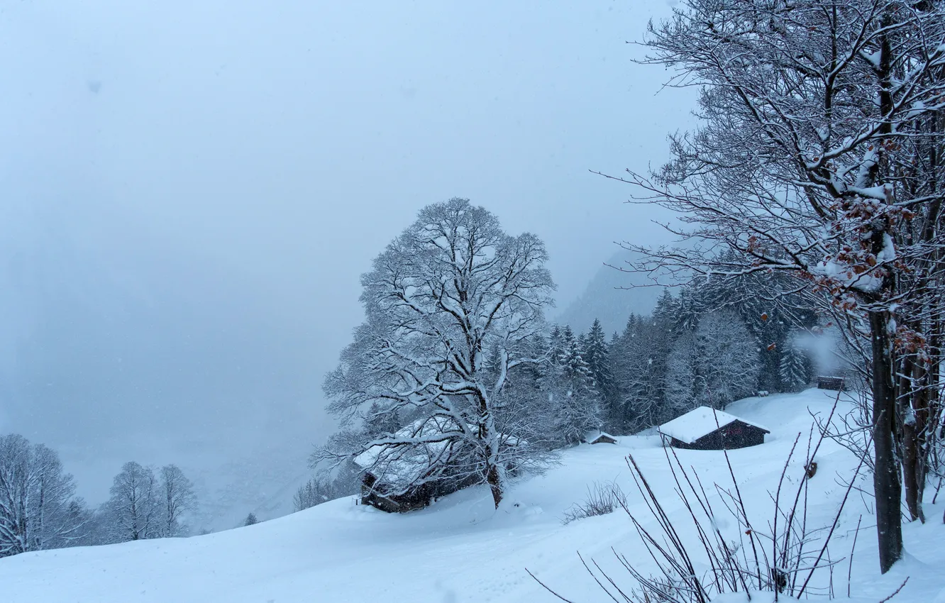 Photo wallpaper winter, forest, snow, trees, mountains, blue, Switzerland, slope