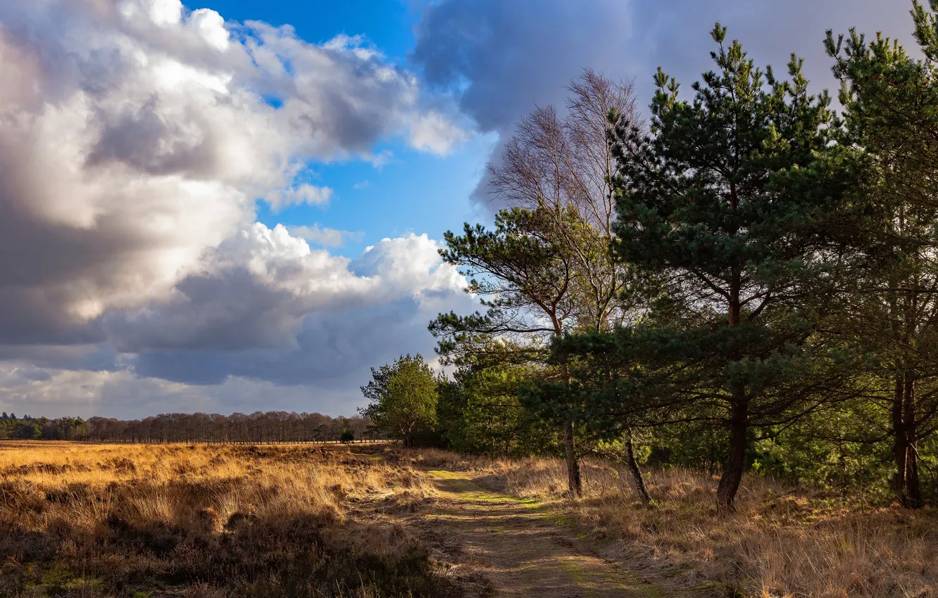 Photo wallpaper road, field, forest, clouds, pine, path, the forest