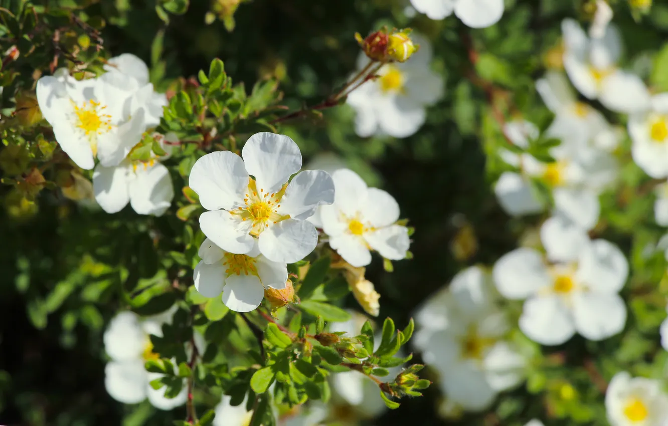 Photo wallpaper white, twig, blooming
