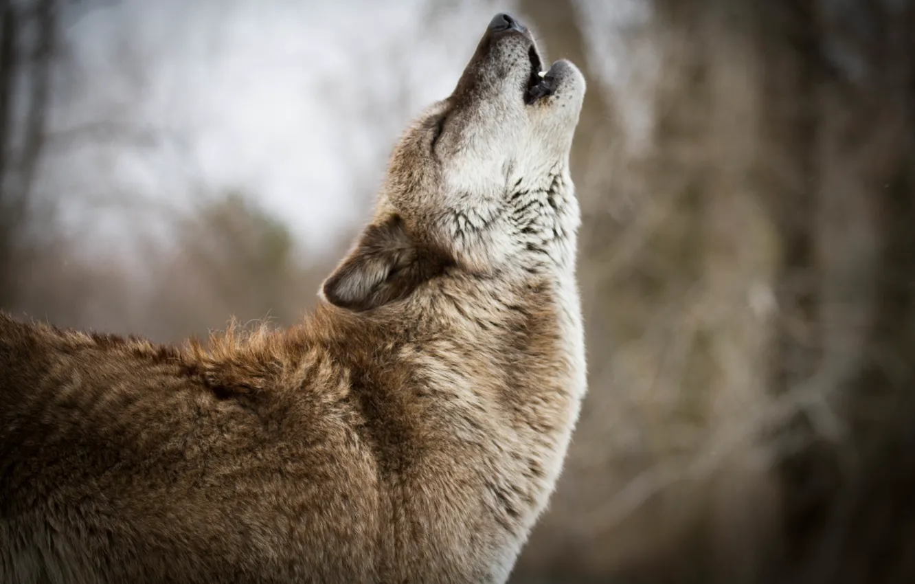 Photo wallpaper Predator, nature, predator, Wolf, animal, wolf, wildlife, portrait