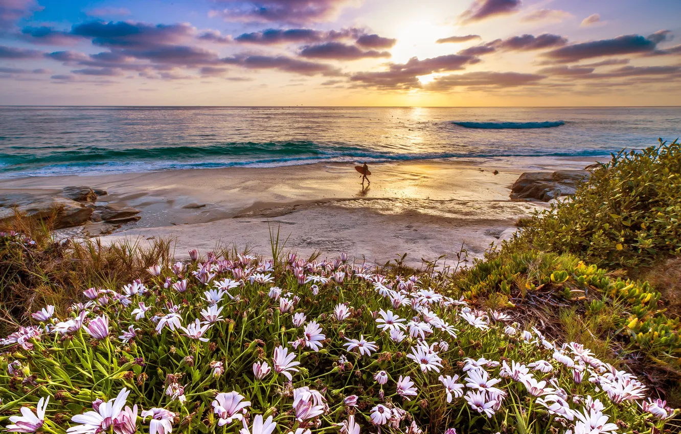 Photo wallpaper sunset, flowers, coast, CA, California, The Pacific ocean