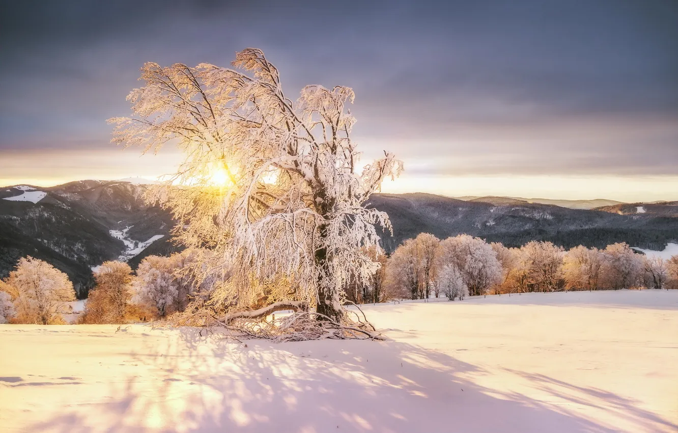 Photo wallpaper winter, snow, trees