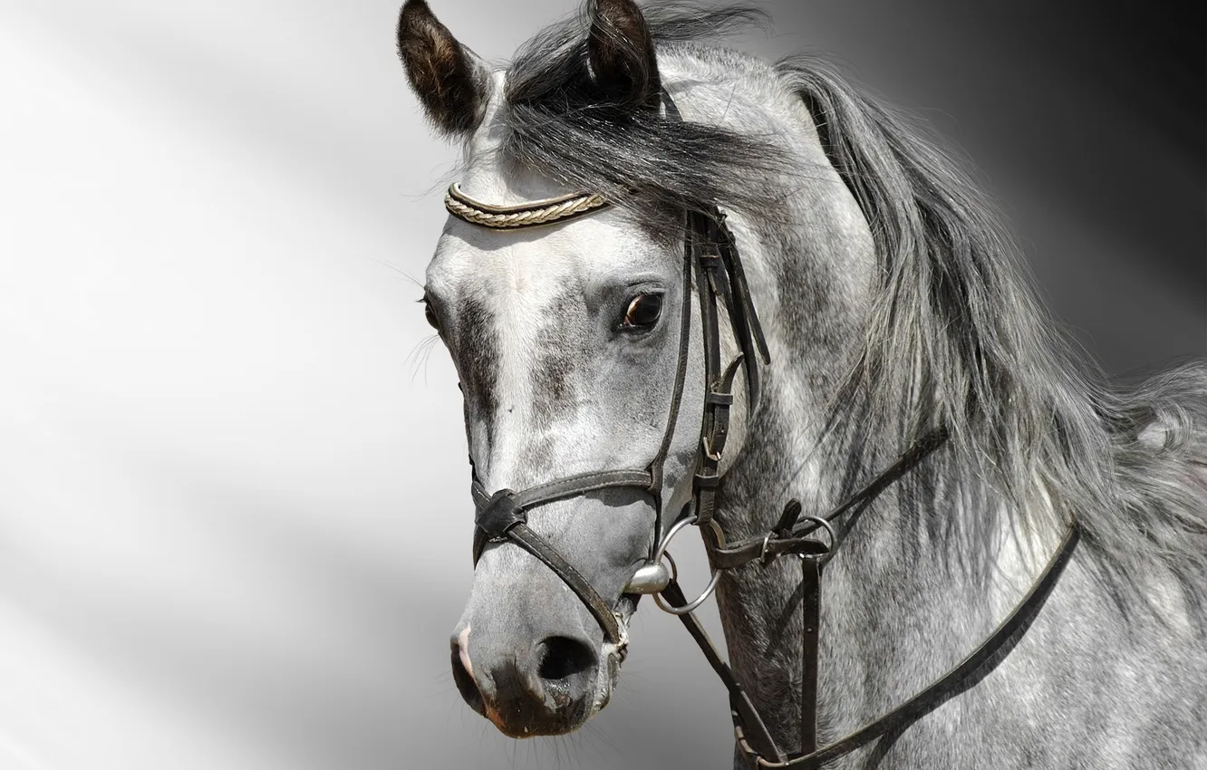 Photo wallpaper eyes, horse, head