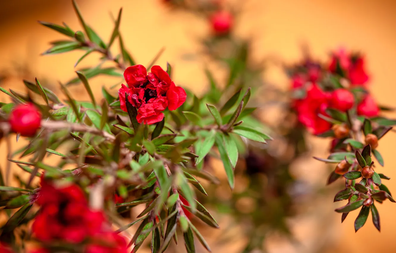 Photo wallpaper leaves, nature, petals, the bushes