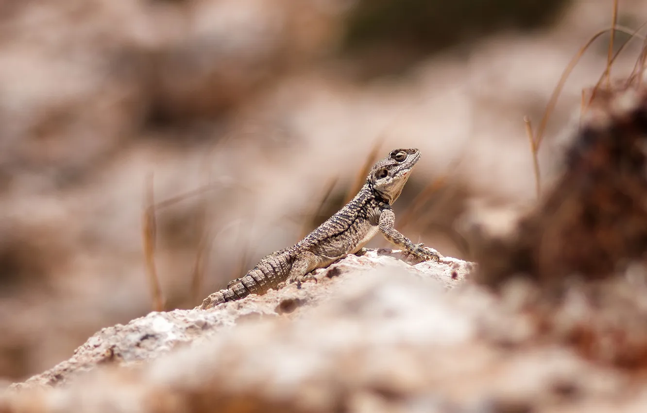 Photo wallpaper grass, stones, animal, lizard, disguise, reptile
