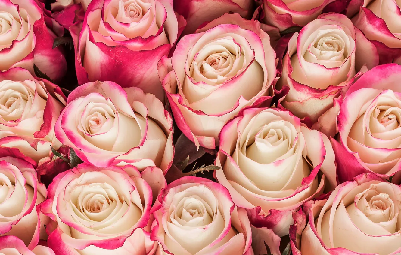 Photo wallpaper flowers, roses, bouquet, pink, flowers, bouquet, roses