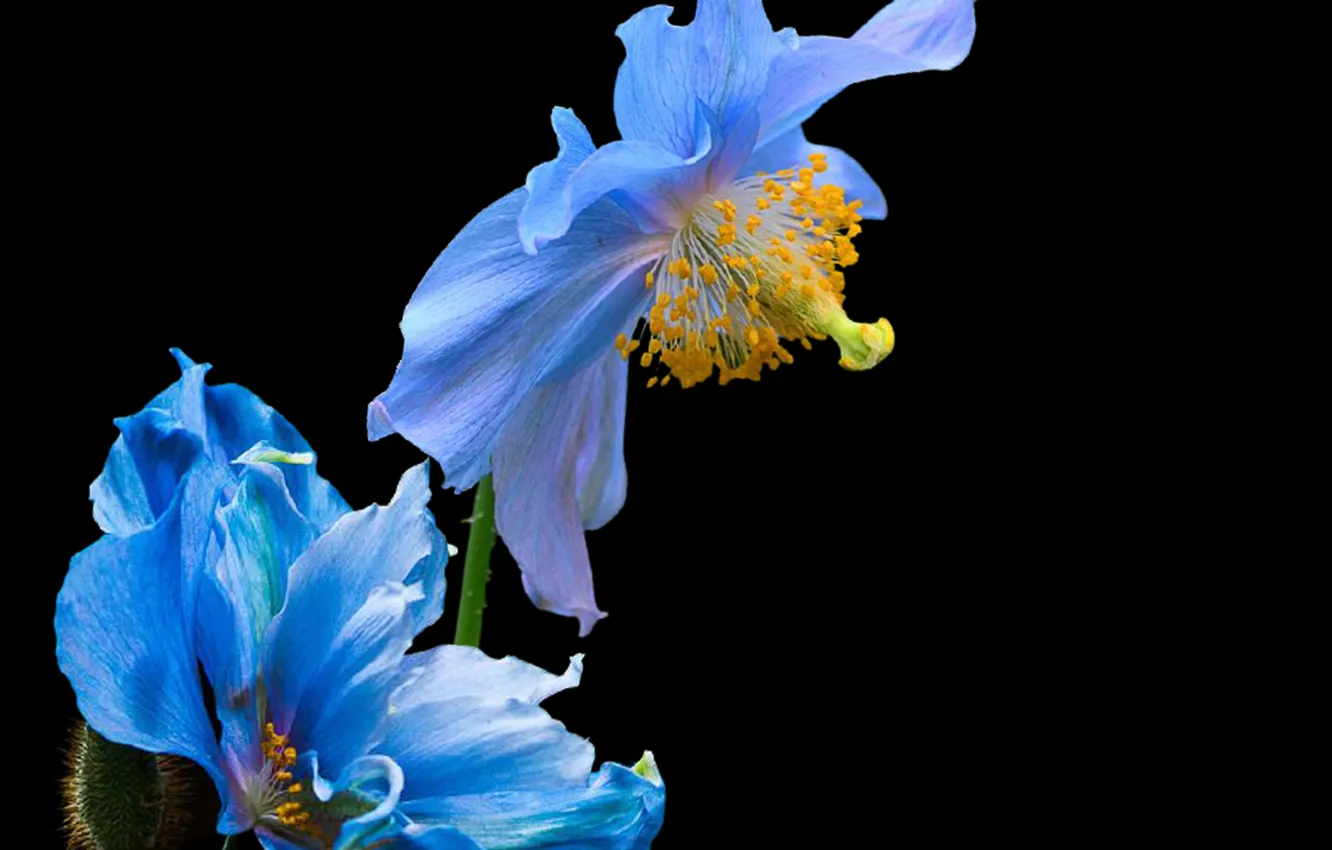 Photo wallpaper flowers, petals, bunch, pistils, stambs