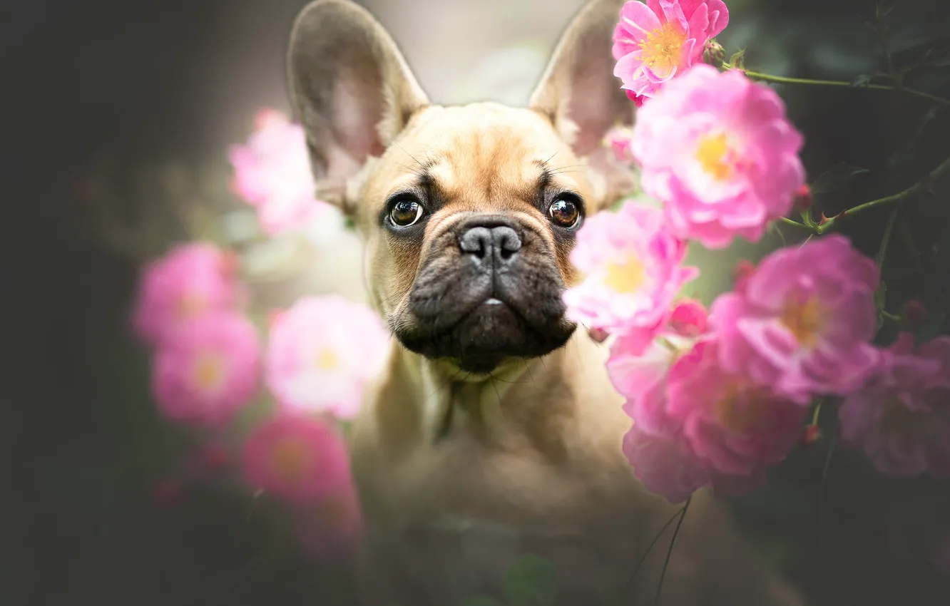 Photo wallpaper look, face, flowers, portrait, roses, dog, French bulldog