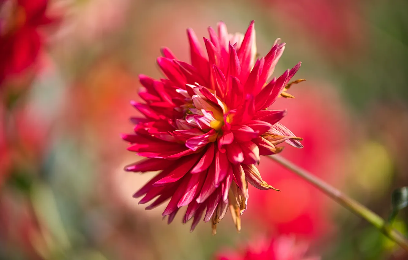 Photo wallpaper macro, flowers, red, bokeh, blurred background, dahlias