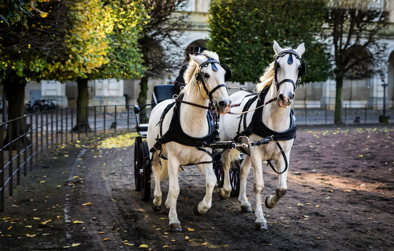 Photo wallpaper road, autumn, trees, the city, horse, horse, building, pair