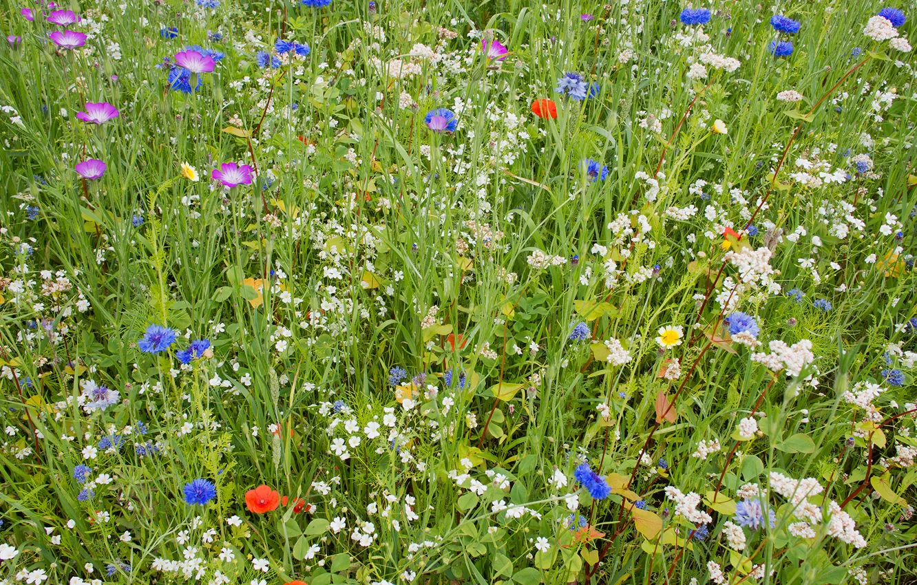 Photo wallpaper field, summer, grass, flowers, carpet, petals, garden, meadow