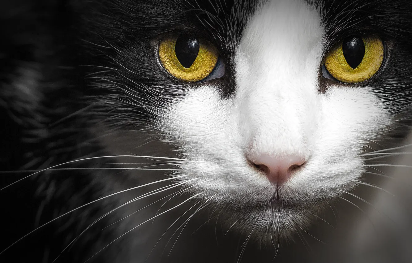 Photo wallpaper cat, eyes, cat, look, face, close-up, the dark background, black and white