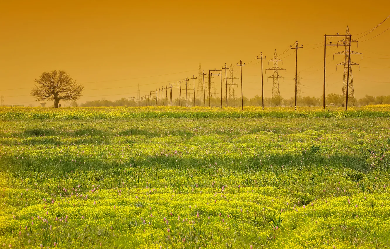 Photo wallpaper field, trees, power lines