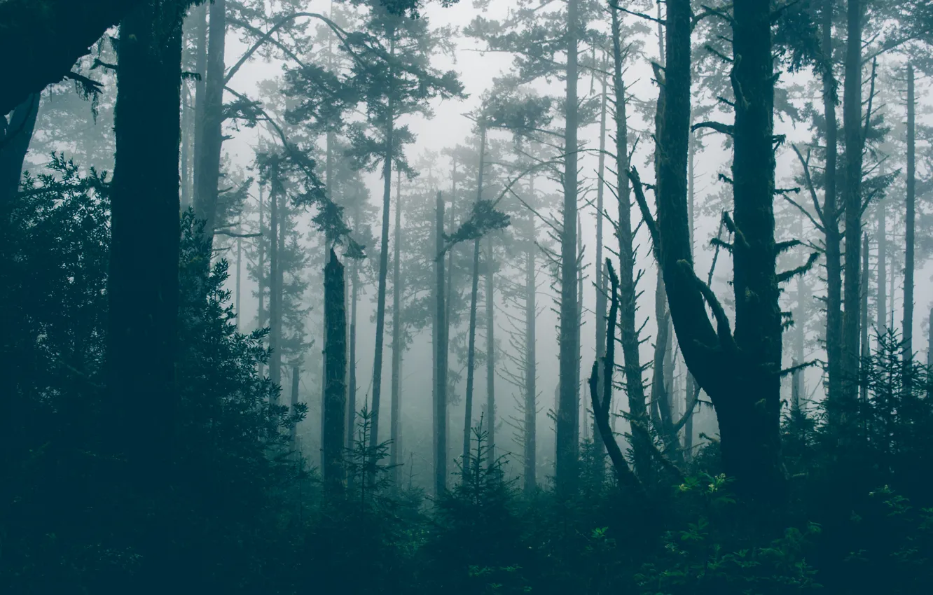 Photo wallpaper forest, trees, nature, fog, CA, USA, USA, California