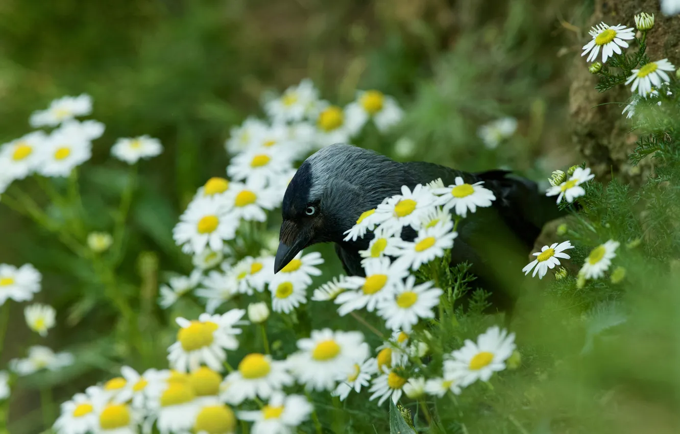 Photo wallpaper summer, flowers, bird, chamomile, bokeh, jackdaw