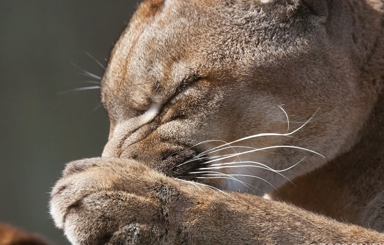 Photo wallpaper predator, puma, feline