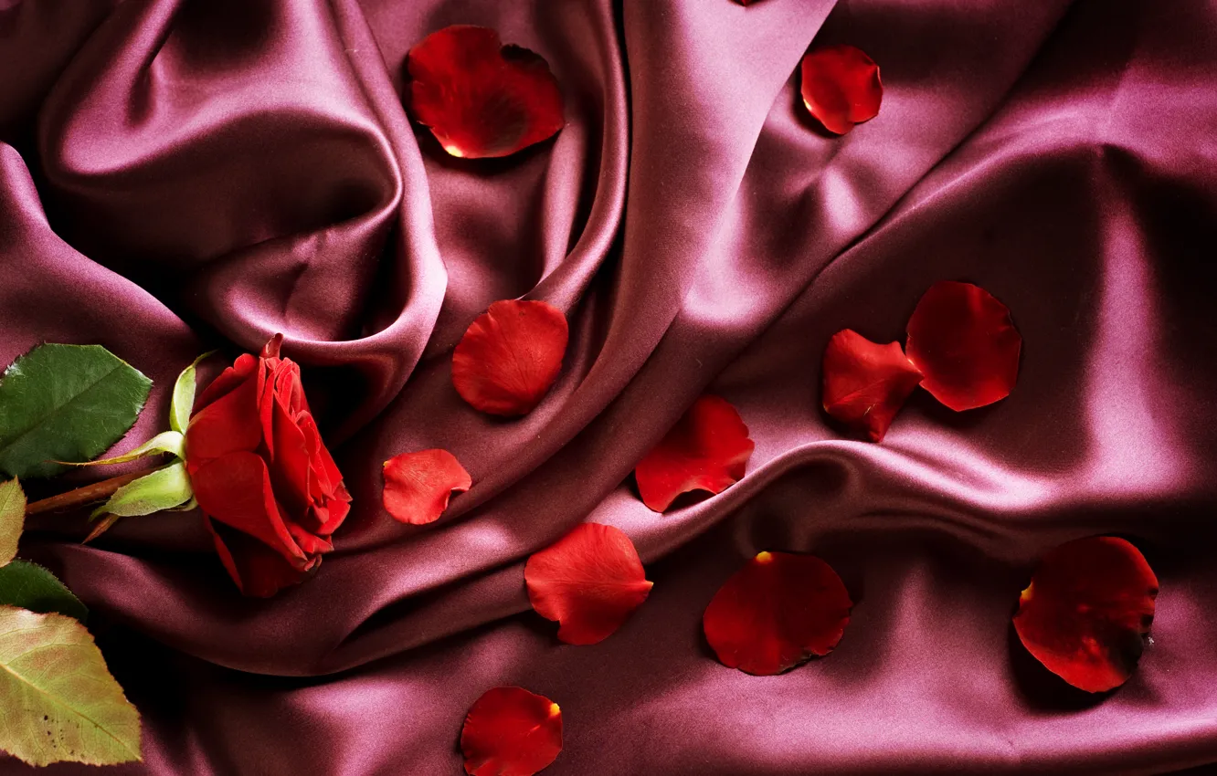Photo wallpaper lexus, red, bouquet, roses