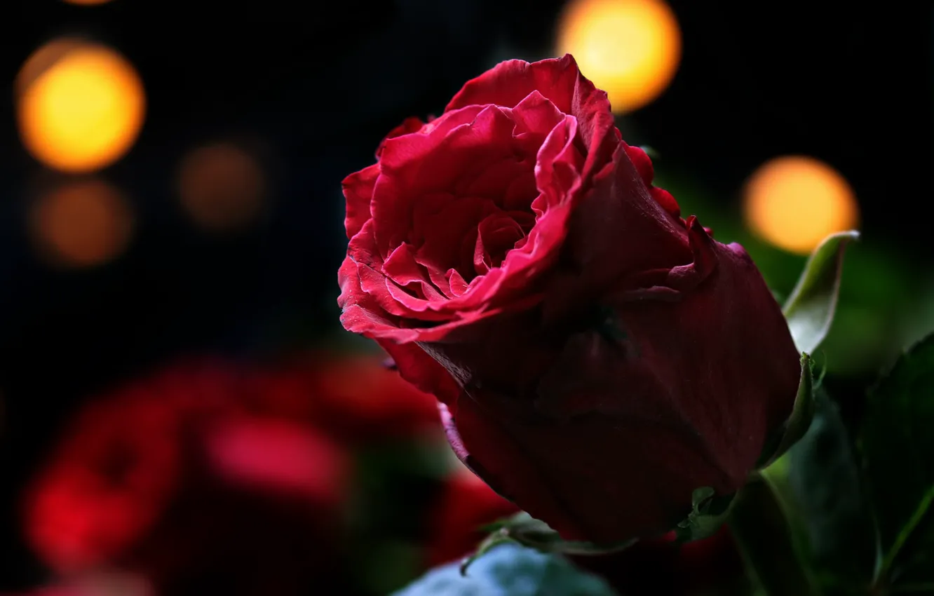 Photo wallpaper flower, red, background, Rose, Bud