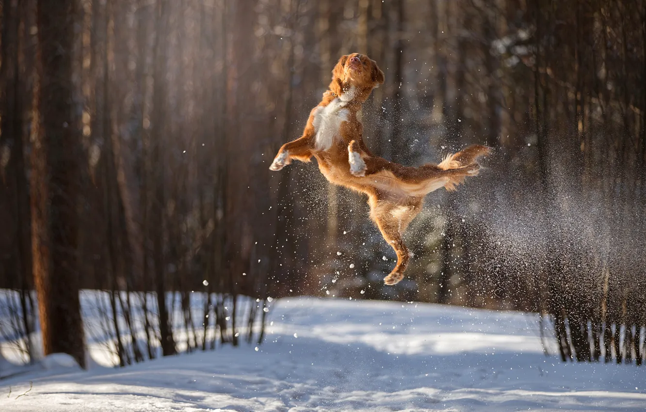 Photo wallpaper winter, snow, jump, dog, flight, in the air, bokeh