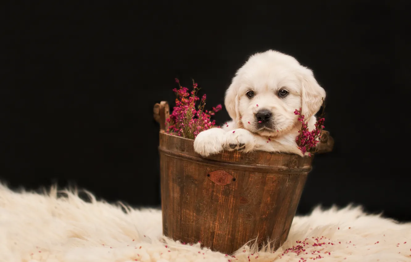 Photo wallpaper white, flowers, background, dark, dog, puppy, fur, sitting